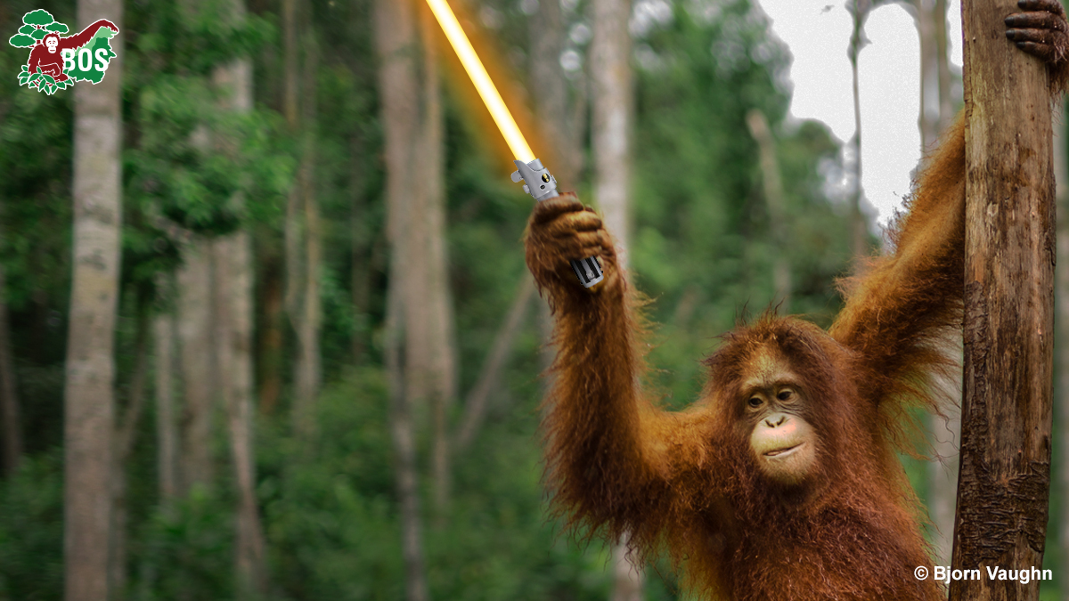 May the 4th be with you! 📷 Jedi Master Cinta
If you have a youngster mad about #orangutans, they can join BOS USA as a #YoungOrangutanWarrior through #RootsandShoots! 👉  bit.ly/3NyQS4U
Teresa has put together an amazing program, & it's UK bound soon!