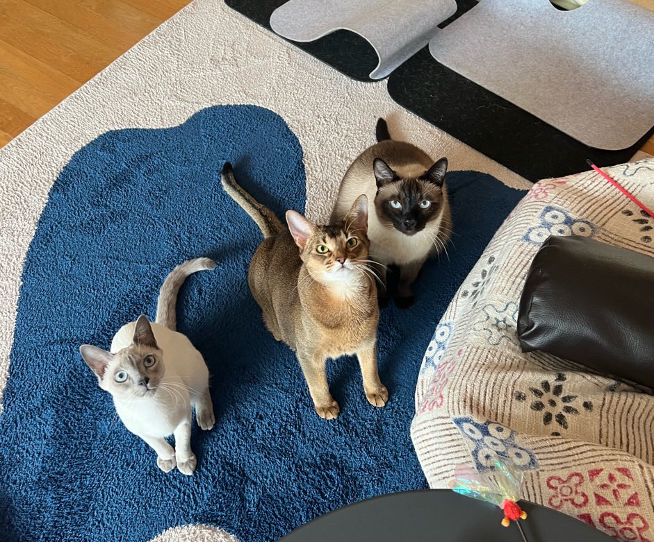 แกรรร น้องเตนล์เปิดตัวลูกชายตัวใหม่ สมาชิกแก๊งแมวเหมียว น้องเลวี่ (레비) 🐱💓 น่ารักมากๆๆๆๆ แง