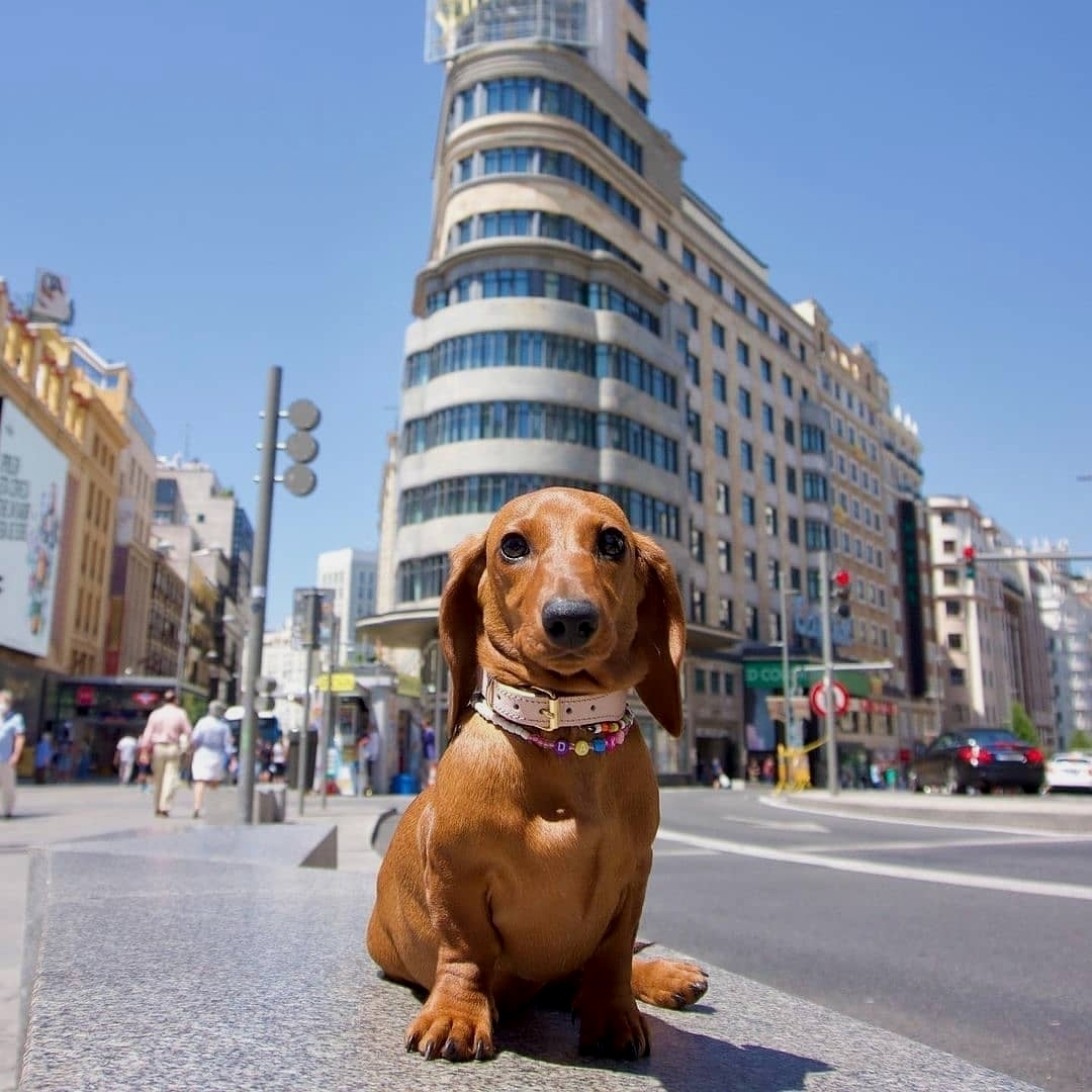 Alyssa_Anna19's tweet photo. #dachshund #dachshundsotwitter #dachshundlove #dachshundpuppy #dachshundoftheday #miniaturedachshund #minidachshund #dachshunds #dachshundappreciation #dachshundlife #dachshundsonly #dachshund_love #dachshunddaily #dachshund_world https://t.co/U48bUquEcO