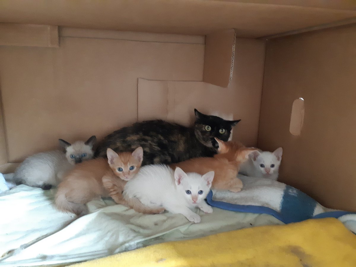 Asociación X Los Animales tweet media