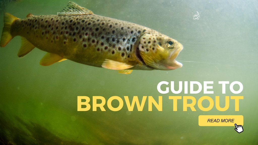 PondInformer's tweet photo. Brown trout resemble other trout species in appearance and behavior. They can be distinguished from other species using a handful of distinguishing characteristics.

Read more here: https://t.co/YCR4nALmqt

#fishing #trout https://t.co/MEjU4gva1U