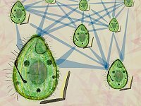 CientificaNews's tweet photo. Ecocomputação promete IA feita por sistemas naturais https://t.co/LNOeR6SKxE https://t.co/mzbKOok6Ep