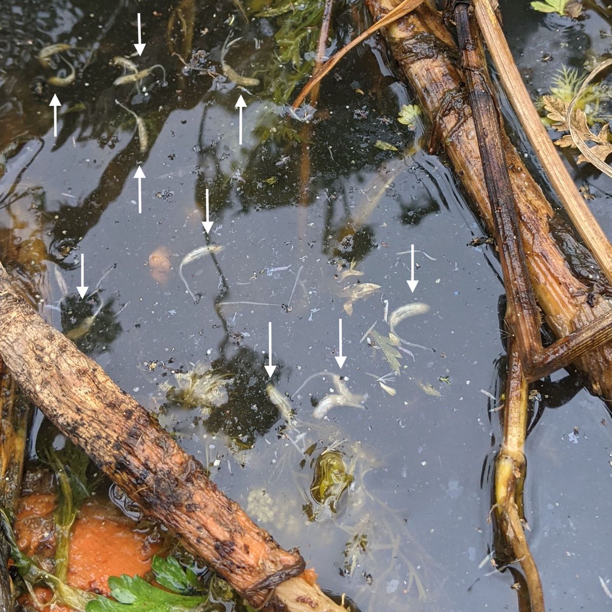 New paper out <a href="/Insects_MDPI/">Insects MDPI</a>! We placed portable pools filled with non-floral habitat in seed carrot crop fields to provide oviposition sites for beneficial fly pollinators... and it worked! 😊 Read more here: mdpi.com/2075-4450/14/5… <a href="/MDPIOpenAccess/">MDPI</a> <a href="/rominatwi/">Romina Rader</a> <a href="/LenaASchmidt/">Dr Lena Schmidt</a>