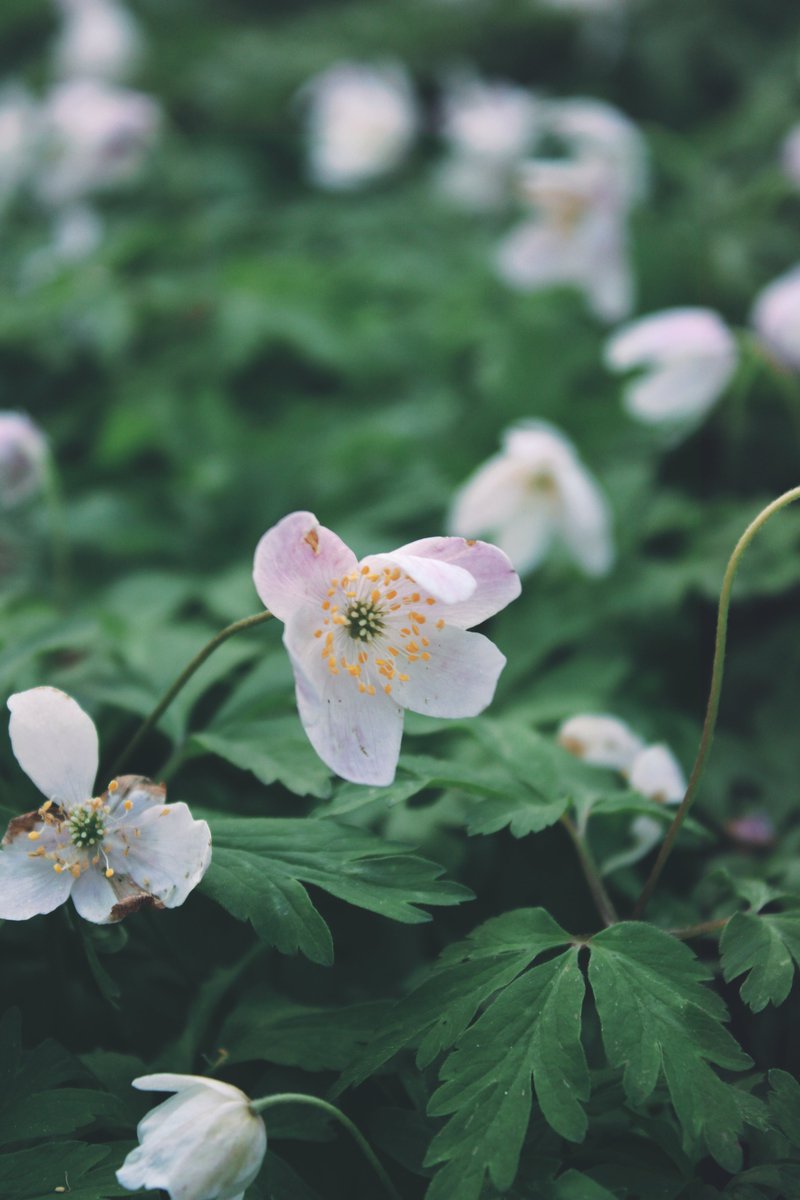 Jakze8's tweet image. Some photography i did while i was in Denmark🐨
Behance project: behance.net/gallery/169680…