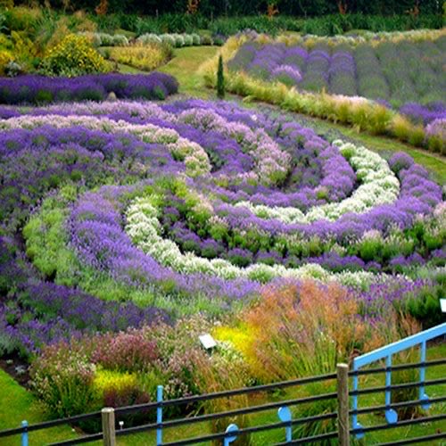 Musk_DaiIy_news's tweet photo. Hello again
A little bit blurry not too bad. 
This is a lavender planting at Yorkshire Lavender at Terrington York 
It had just been started when we lived in the area and we loved to go.  It’s done so well 
Such a memorable place and the smell.  No words https://t.co/yuiYK8d8IV