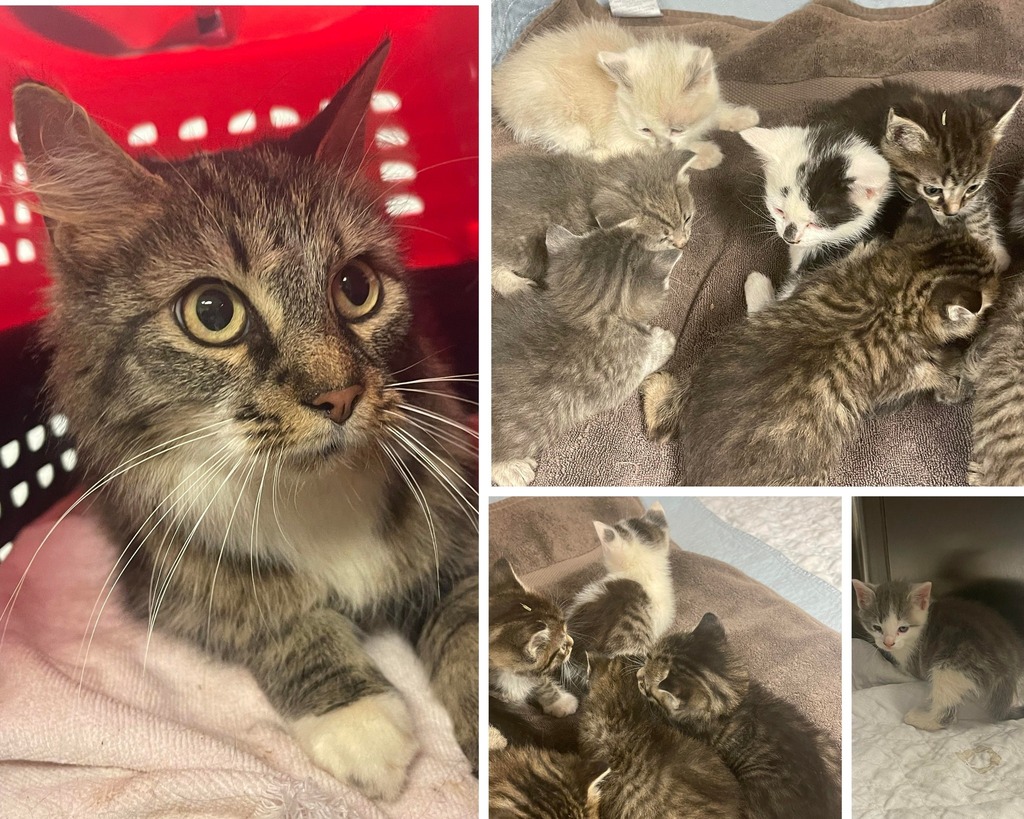 cobbkitties's tweet photo. 💓RESCUE AND PLEDGES NEEDED 💓

This stunning Mom and 11 kittens need our help. Not all of these 11 babies are hers but the person brought them all in together. 
Please share and pledge to help her and these sweet babies get rescue. They need Pledges t… https://t.co/chTAE6tCGj https://t.co/W2DxXsnGeZ