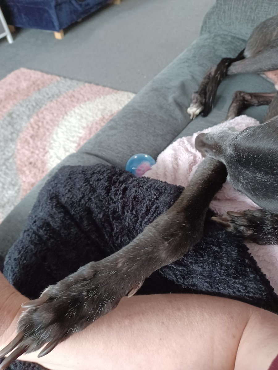 Human loves when I sit next to her, I don't 'snuggle' ever, it's  just not my thing but; I like to put a paw on her arm. Just to tell her, I'm with her 🐾 #greyhound #adoptagreythound #AdoptDontShop