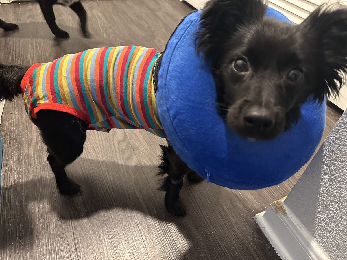 aideyepez's tweet photo. Kylo is sooo over his donut and safety suit🥲 https://t.co/GEyqjP4GeP