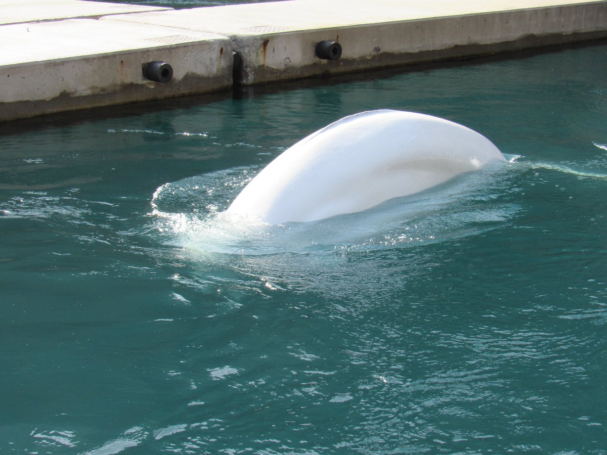 Little White and Little Grey are settling well in the sea care pools, and we’re incredibly excited for their next step!

Our team is working hard around-the-clock to give them 24-hour support, as we gear up for the next stage of their journey into the Intermediate ‘Halo’ Habitat.