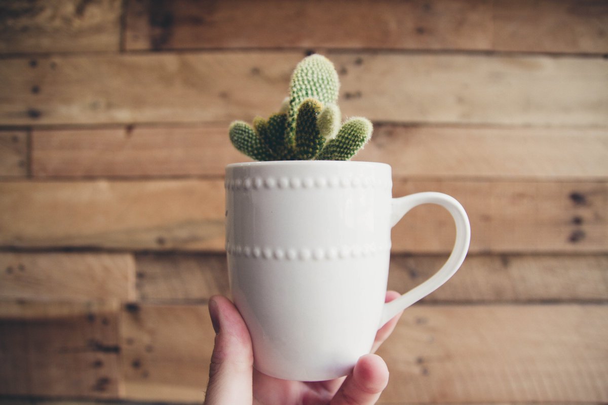 Ceramics can't be collected with your #recycling, however it is possible to upcycle them! Why not use an old mug or teapot to create a plant pot or flower arrangement as a gift? <a href="/recycle_now/">Recycle Now</a> #Upcycle #Reuse