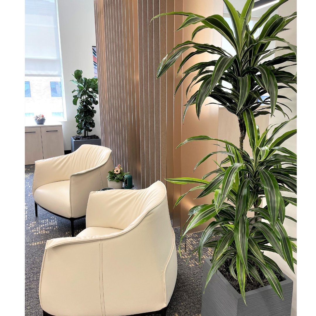 BiomeIdaho's tweet image. It's easy to take a respite from your work when your office seating area looks like this. Comfy, stylish chairs and beautiful, healthy plants, who could ask for more? 
.
.
.
#officedesign #plants-at-work #seatingarea #biomeidaho #natureindoors #hummel_arch #interiordesign #bioph