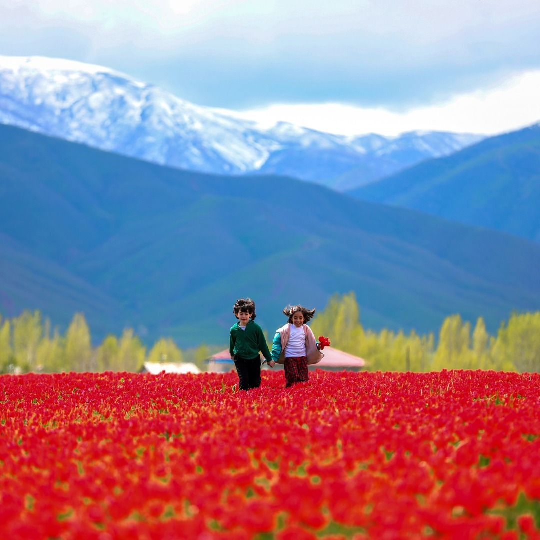 Türkiye’nin 3. büyük ovasına sahip Muş’ta açan kırmızı mızraksı yapıya sahip laleler, seyrine doyumsuz manzaralar oluşturuyor 😍
(📸 DHA)