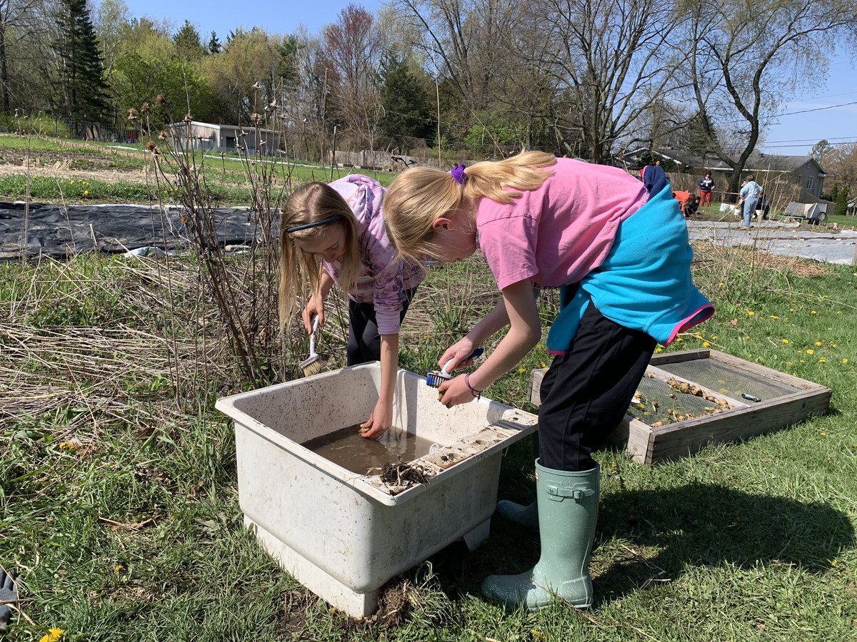 Harvesting and cleaning sunchokes! <a href="/USMLowerschool/">USM Preschool and Lower School</a> #goodmanyouthfarm