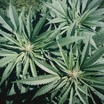 Photo by Tree Free Hemp (@TreeFreeHemp)