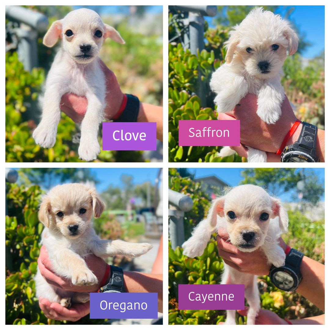 SealBeachAnimal's tweet photo. The secret is out...we have PUPPIES!! Meet the spice girls🩷 They came from the same house as our previous "herb" group with their mama, Paprika. They are 8 week old Maltese mix pups, ready to find their furever homes! 1/ https://t.co/DliswPpQeK