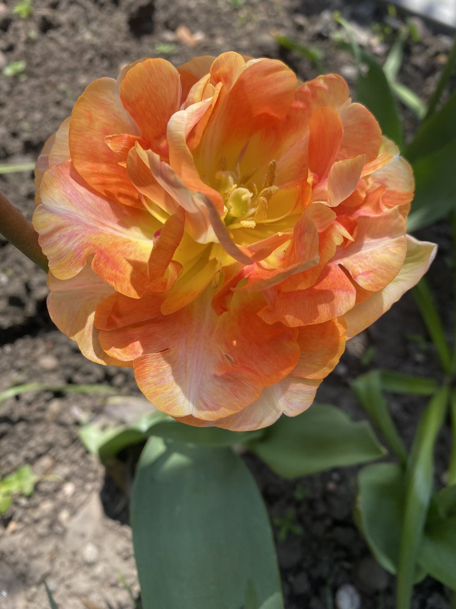 Amy Crumpton (@amycrumpton12) on Twitter photo Iced coffee in the sun today and a pause was lovely.
Love the <a href="/SWBHnhs/">SWB NHS Trust</a> courtyard in the sunshine ☀️
Thank you to whoever planted these lovely tulips 🌷
#lunchawayfromdesks Iced coffee in the sun today and a pause was lovely.
Love the <a href="/SWBHnhs/">SWB NHS Trust</a> courtyard in the sunshine ☀️
Thank you to whoever planted these lovely tulips 🌷
#lunchawayfromdesks