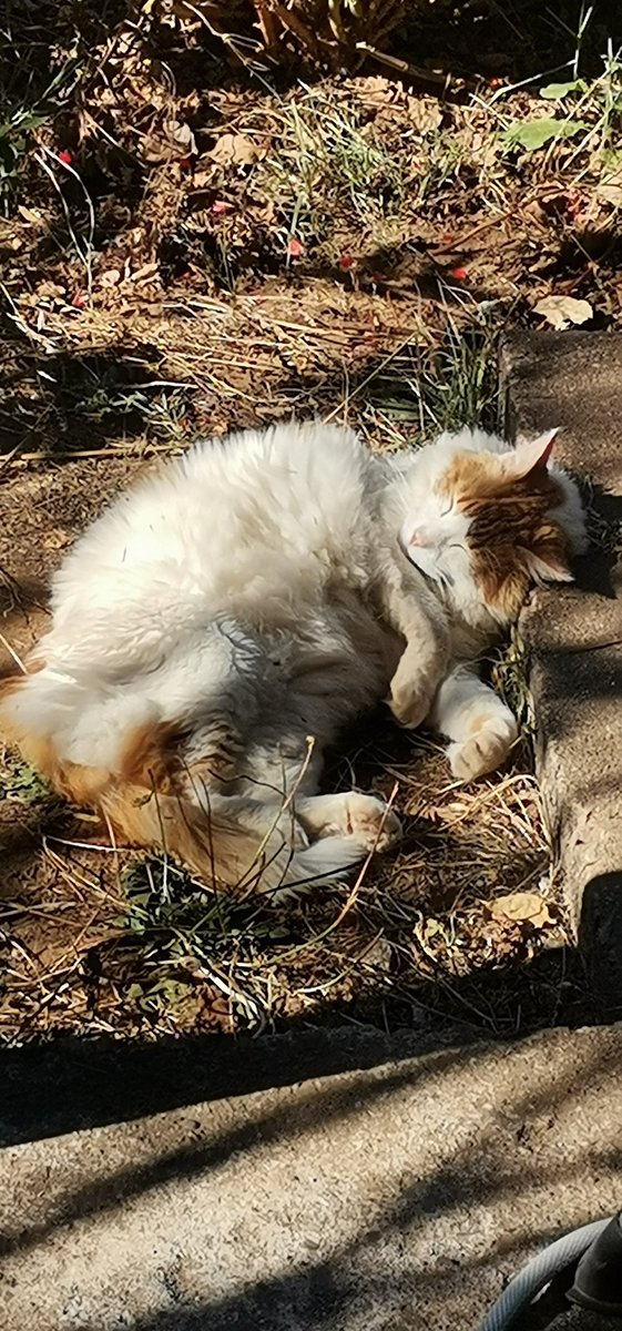 tasdan_ulas's tweet image. #Perdimos al #gato más tranquilo y sin problemas del mundo al que más le encanta que lo acaricien.  Se quedó fuera por la noche y no llamó a la puerta por la mañana.  Estaba confundida por su rutina.  Cuando salía por la noche, intentaba romper la puerta para comer por la mañana