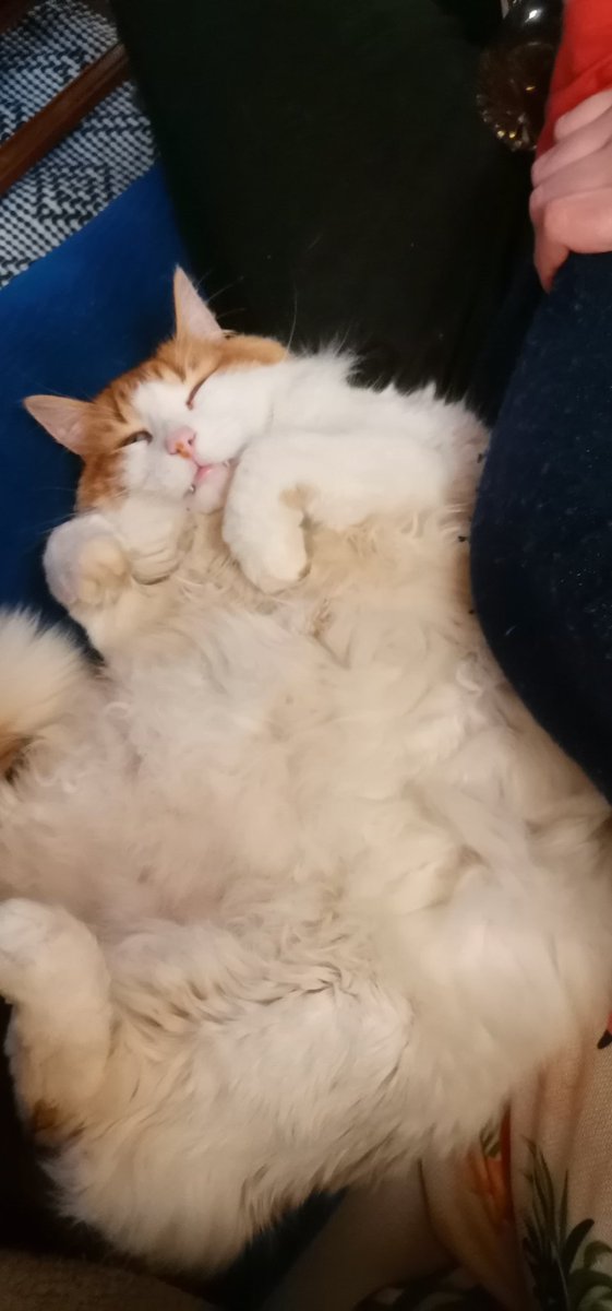 tasdan_ulas's tweet image. #Perdimos al #gato más tranquilo y sin problemas del mundo al que más le encanta que lo acaricien.  Se quedó fuera por la noche y no llamó a la puerta por la mañana.  Estaba confundida por su rutina.  Cuando salía por la noche, intentaba romper la puerta para comer por la mañana