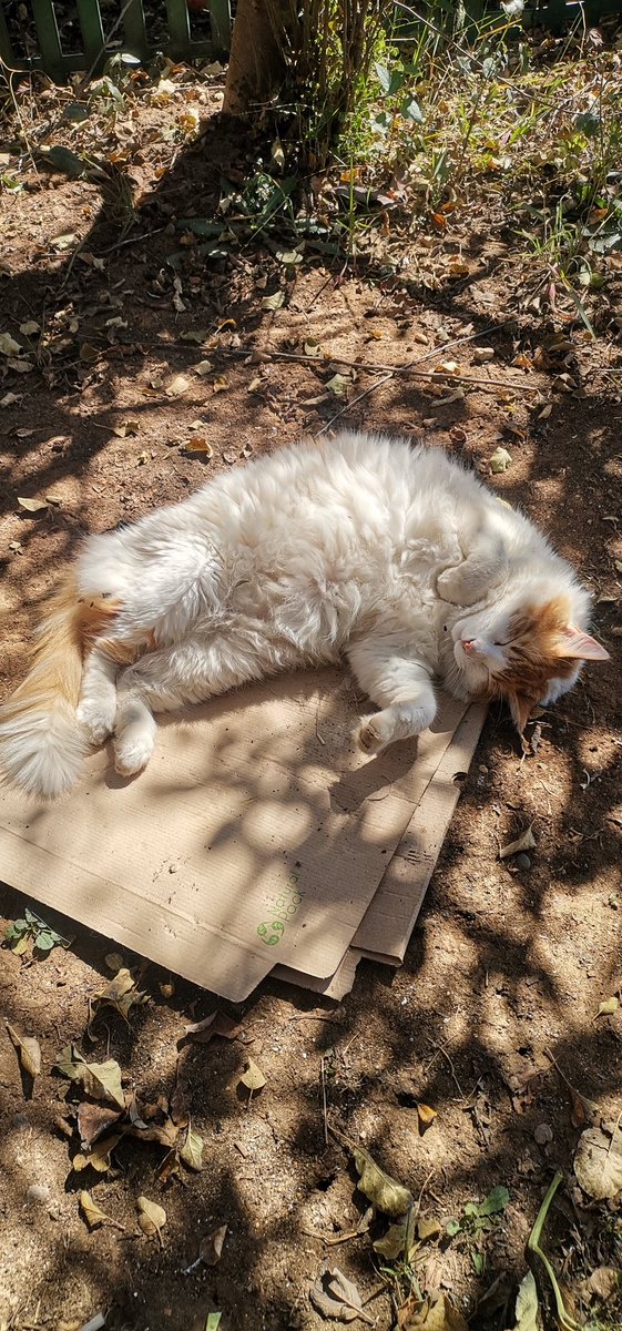 tasdan_ulas's tweet image. #Perdimos al #gato más tranquilo y sin problemas del mundo al que más le encanta que lo acaricien.  Se quedó fuera por la noche y no llamó a la puerta por la mañana.  Estaba confundida por su rutina.  Cuando salía por la noche, intentaba romper la puerta para comer por la mañana