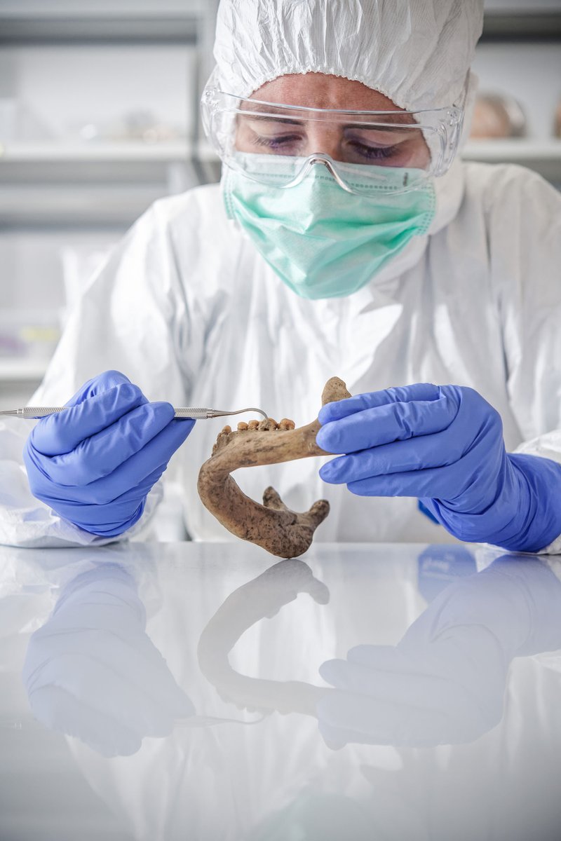 MPI_EVA_Leipzig's tweet photo. Stone Age molecules: Scientists rebuild microbial natural products up to 100,000 years old using dental calculus of humans &amp; Neandertals. New study led by @LeibnizHKI, @MPI_EVA_Leipzig &amp; @Harvard now out in @ScienceMagazine. See: https://t.co/DO391fjuhj &amp;  https://t.co/n5Z3QZ5S4c https://t.co/OmF4VVpXFt