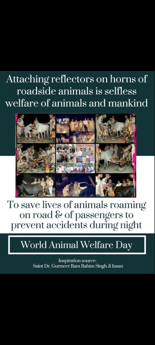 Volunteers of #DeraSachaSauda are not only human beings but also for animal welfare and following the inspiration of Saint  Dr Gurmeet Ram Rahim  ji, they arrange fodder and water everyday for stray animals and also provide medical help to them.
#EndCruelty