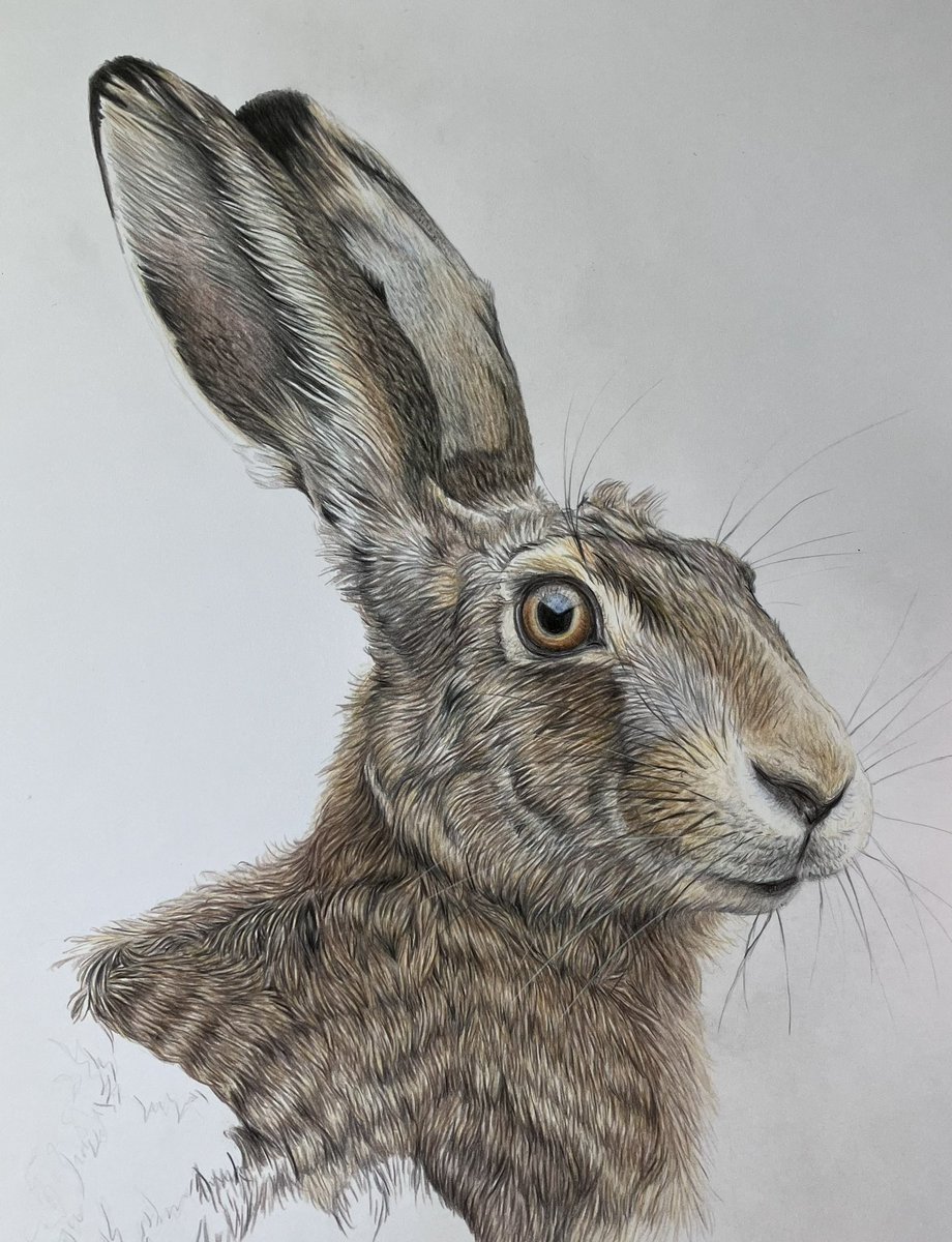 studio22artz's tweet photo. Here’s another hare I’ve been working on. I’ve drawn it before. I like to draw things more than once so I can see if I’ve improved. Still got to finish it yet, but I can def see progression. Just realised the red squirrel I’ve just finished I started working on back in January! https://t.co/5VNHMYoBQL