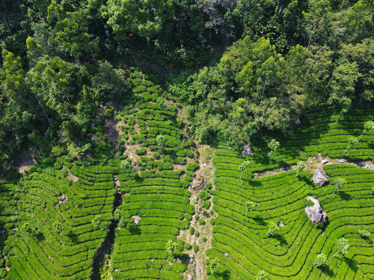 #munnar #kerala #idukki #keralatourism #keralagram #india #kochi #nature #munnardiaries #travel  #keralagodsowncountry #photography #godsowncountry #travelphotography  #naturephotography #munnarhills  #instagram #keraladiaries #yathra #incredibleindia  #myklicks #mavicair2