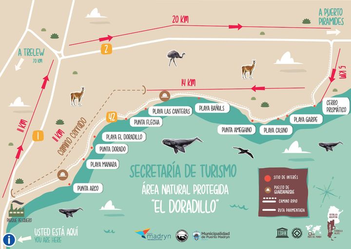 munimadryn's tweet photo. #MADRYN ATENCIÓN VECINOS Y TURISTAS ‼️

Se recuerda que el acceso tradicional hacia el Área Natural Protegida “El Doradillo” se encuentra cerrado debido a la obra de pavimentación de la RNº42.

➡️ De todas formas se diseñó un camino alternativo para quienes deseen acceder 👇 https://t.co/6DVzNn1br4