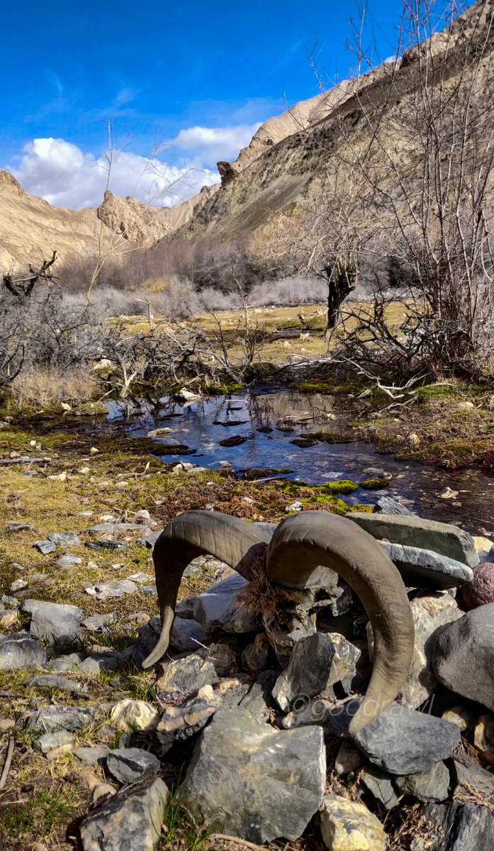 goodrawl's tweet photo. All that remains..
#nature
#NaturePhotography
#NatureBeauty
#Himalayas
#Markha
#Ladakh
#TwitterNaturePhotography
#TwitterNatureCommunity https://t.co/aWrp8RR7PS