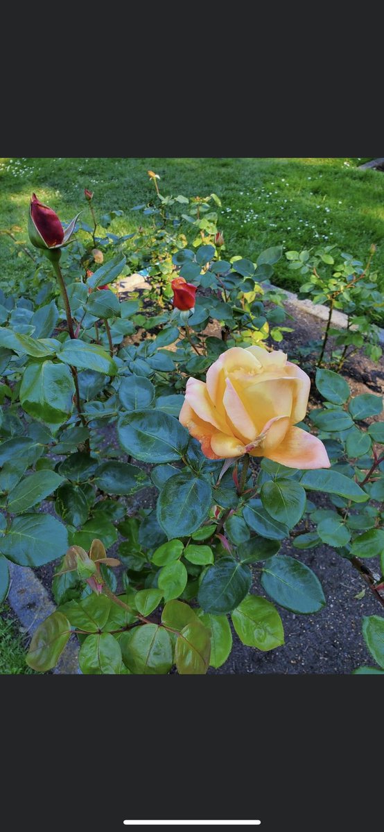 BambooLocksmith's tweet image. @lockpickservice
@bamboolocksmith 
#locksmithnearme #rekey
#lockedout
925-278-9701
Garden if Bamboolocksmith