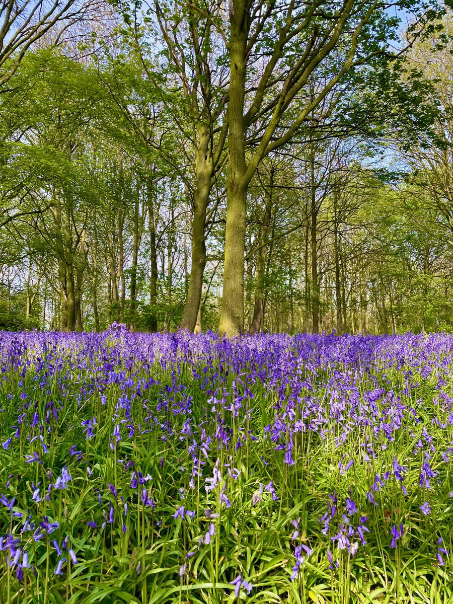 ripleycastle's tweet photo. 💜 Bluebell season has begun 🐝

#Ripley #Bluebells #Harrogate https://t.co/15zdB8ZzmF