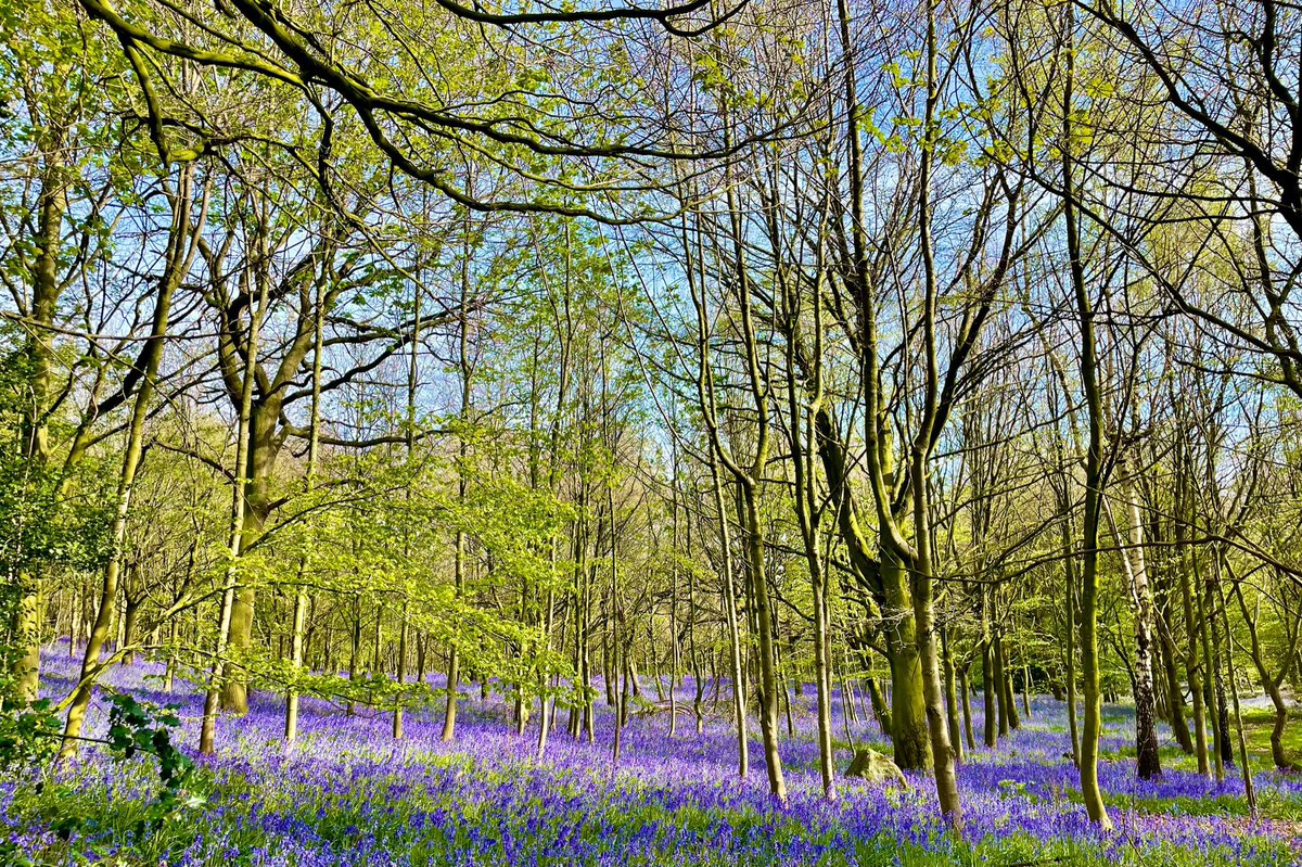💜 Bluebell season has begun 🐝

#Ripley #Bluebells #Harrogate