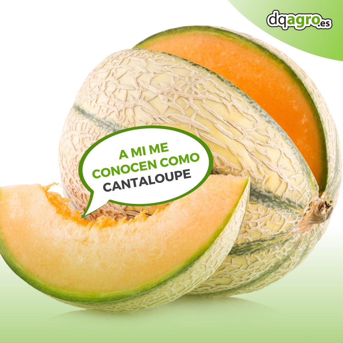 ¡Bienvenida temporada del melón! 🍈🌞

 Es tiempo de disfrutar de esta deliciosa fruta refrescante que nos hace sentir como si estuviéramos en pleno verano 🩴👙 Ya sea en una ensalada, en un batido o simplemente cortado en trozos, el melón siempre es una gran opción 😝