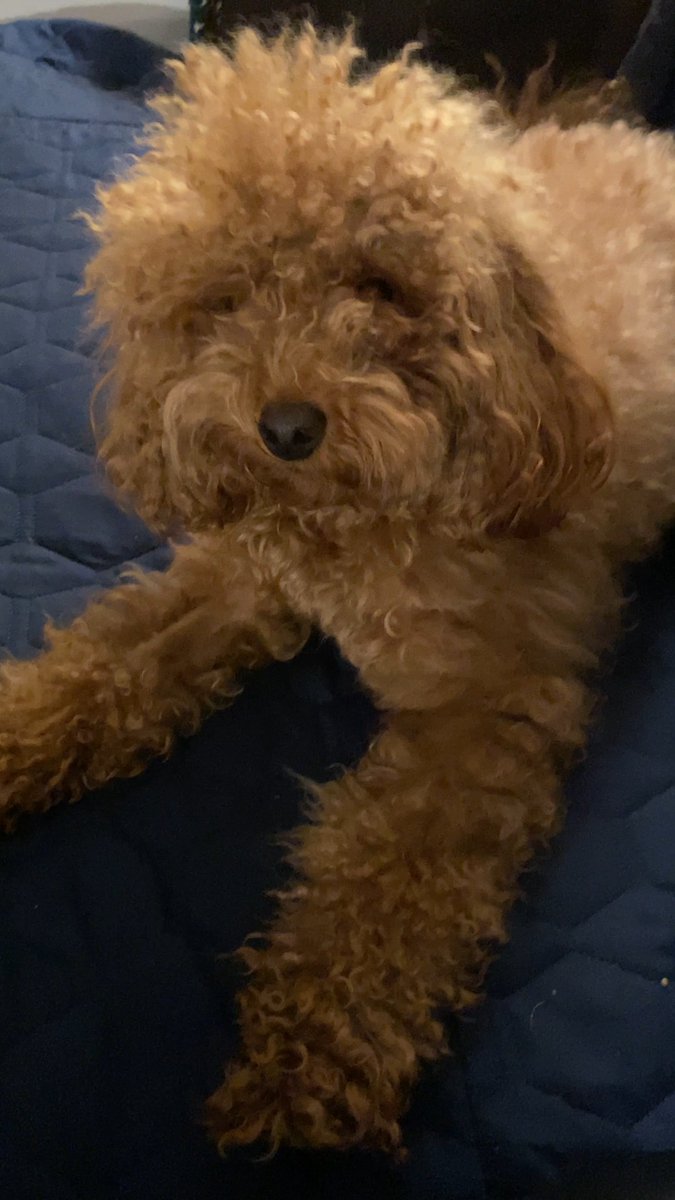 KarinMO's tweet photo. After her follow-up appointment, post spay, the vet tech announced that my dog is "free to be a dog again." she is considering the option. https://t.co/ADQPkaSXpZ