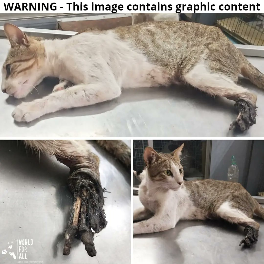 WorldForAll tweet media