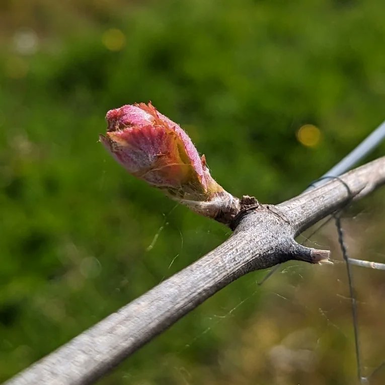 A slow start to the year, temperatures not breaking any records are they?! But the Bacchus is getting going, a lovely bud starting to unfurl.  Also coming  are our 2022 Bacchus and Pinot Gris wines, pre-sale soon, sign up via the website! #Bacchus #PinotGris #english #Heathfield