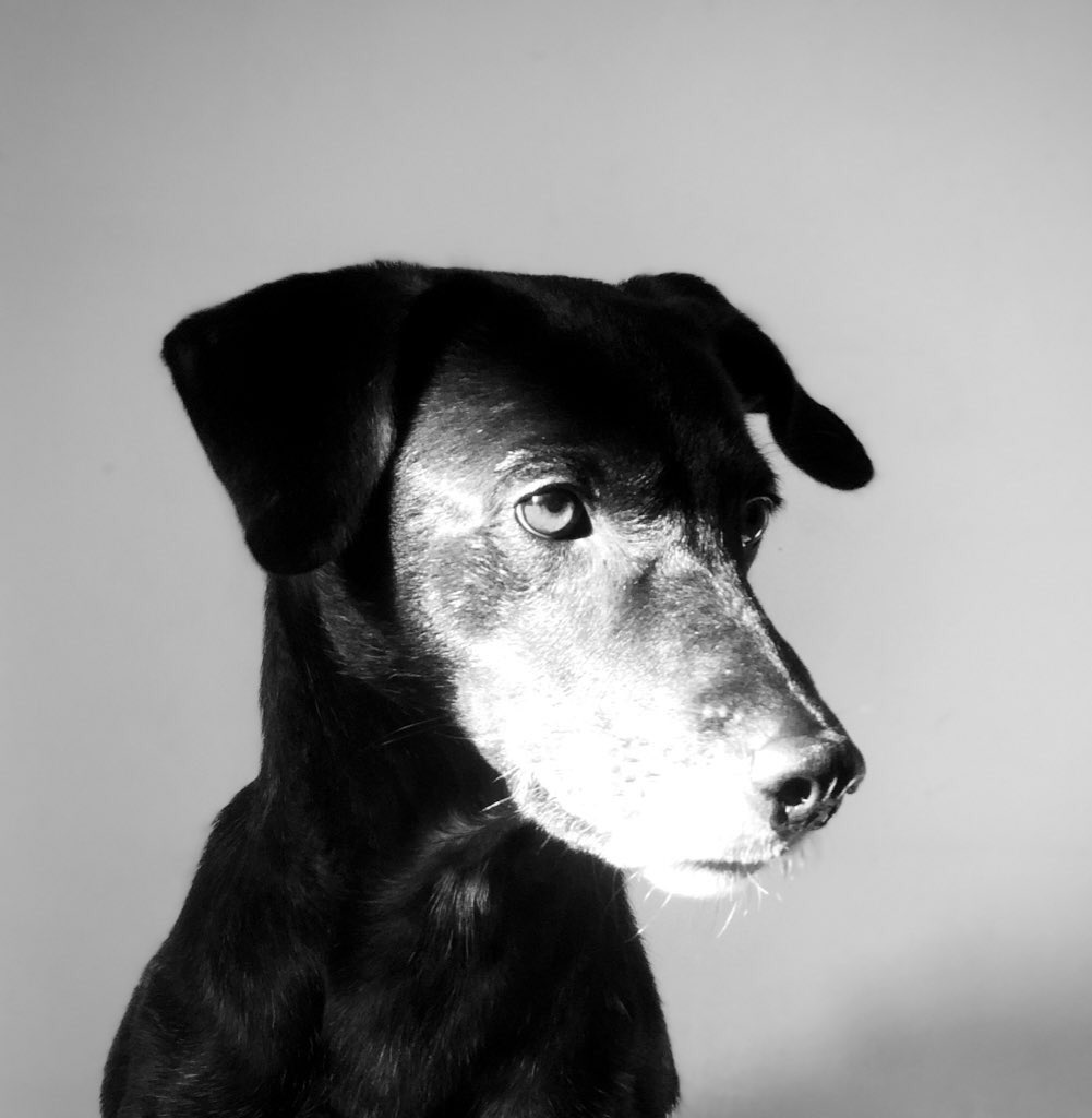 Hello, from Sheldon 🐾
#petportrait