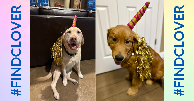 makeawishohkyin's tweet image. Hi Mya! 
I just ran into two of Clover’s friends (they said they were Golden Unicorns). Maybe they can help us find Clover?
-Maddie

🦄 Tag us on social or send us clues from Clover at oki.wish.org/findclover 

#FindClover #MakeAWish #unicorn