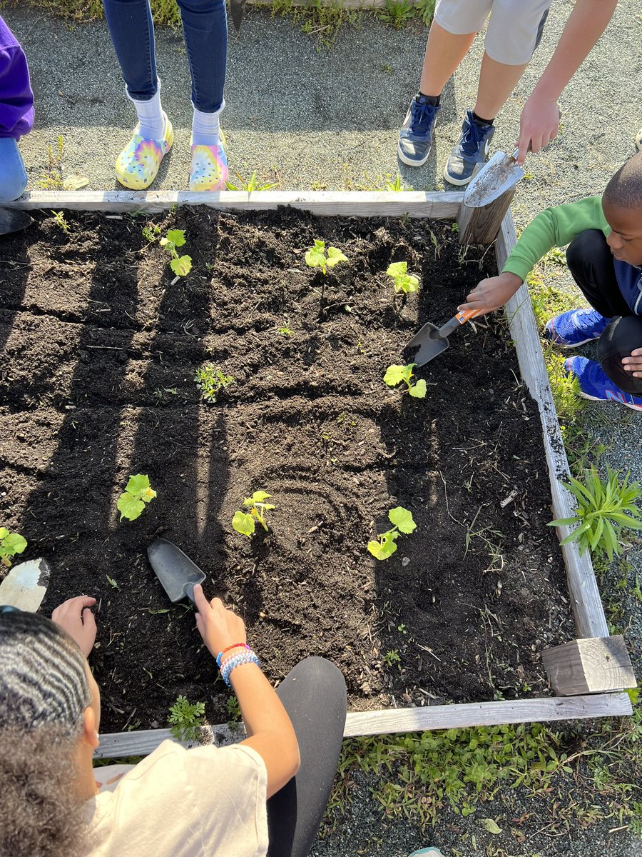 scomorrison's tweet photo. We had SIX classes join us in the #schoolgarden at Elon Elementary today! Yet again, my @elonuniversity students are amazing — #teachingoutside, seeing and sharing brilliance, facilitating interdisciplinary learning. There is nothing like #experientialeducation. #ElonEd https://t.co/lae9lsY6iq