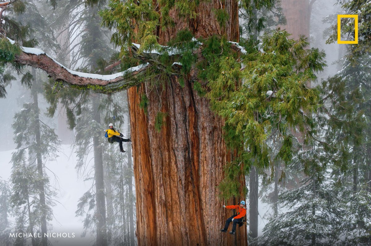 A team of scientists measure a giant sequoia in Sequoia National Park, California, USA.