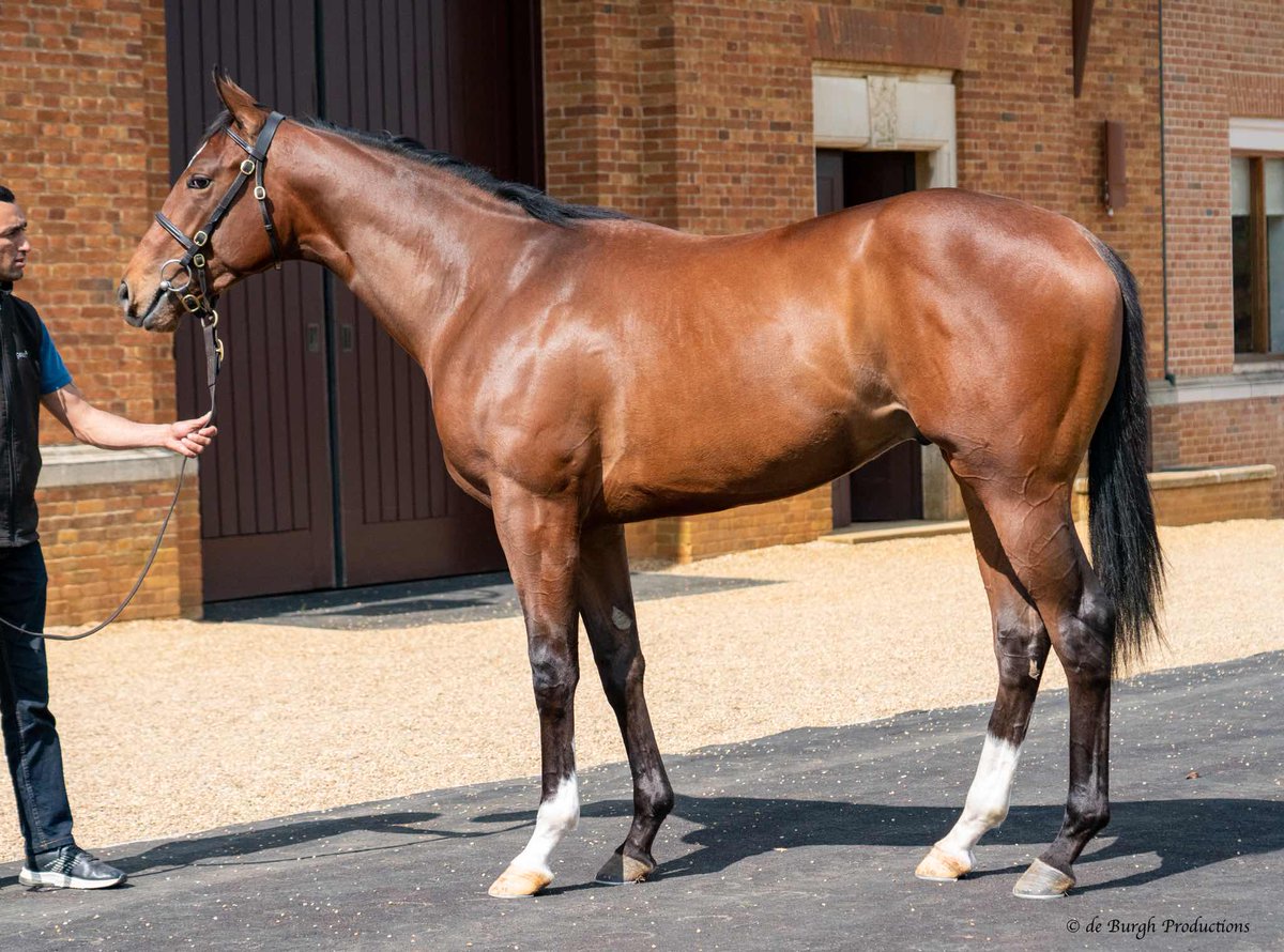 IrishNatStud's tweet photo. Lot 273, Colt by Phoenix of Spain ex Dreaming of Rubies sells for 52,000gns @Tattersalls1766 Breeze Up Sale sells to @johnquinnracing 

The very best of luck with him.

Image credit , @DeBurghProduct3 https://t.co/yPFYDHYgCZ
