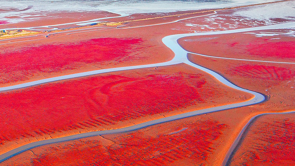 boron110's tweet photo. In this week's episode of the @ScienceMagazine Podcast: Building big dream machines w/ @hadriancho &amp; @mclean_ka, and self-organizing landscapes at China’s Red Beach #Panjin w/ Chi Xu @njuniversity @ScienceAdvances https://t.co/UvRj1Lsv9r https://t.co/YzYEVR5Ew7