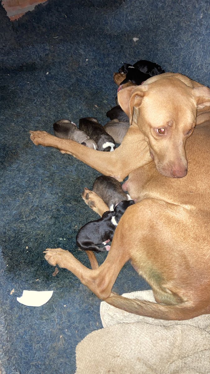lakansina's tweet photo. Esta mamá fue retirada de la ruta Autopista Aeropuerto por mi sobrina, embarazada deambulando, evidente la abandonaron por estar embarazada, anoche empezó a parir, completó 12 cachorritos. Esta resguardada con sus bebés, ayudemnos con las adopciones.
@hector_rubin 
@MarisLlorens https://t.co/Ch1OTjRUY6