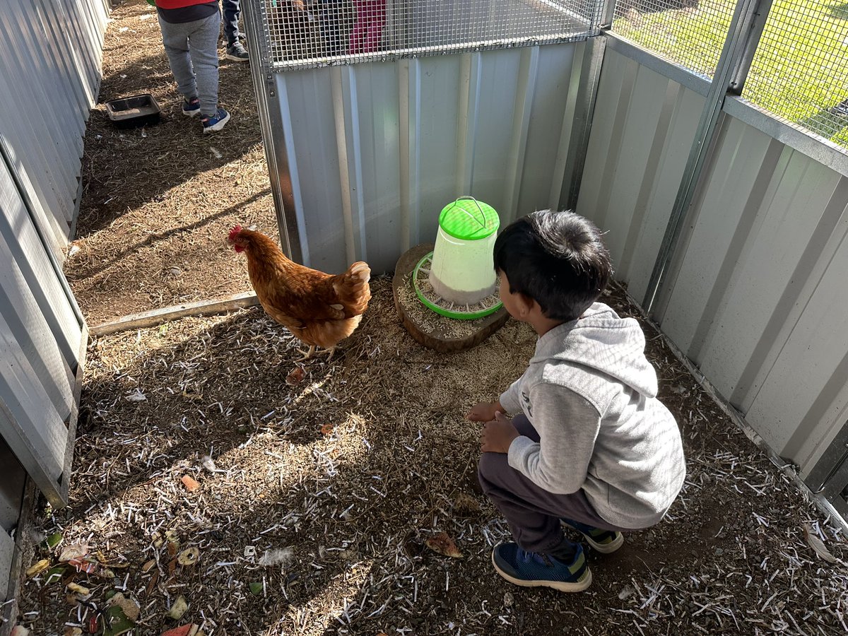 MissTNgo's tweet photo. Lots of cuddles for the chickens today 🐓 #acuedu_p https://t.co/GFoQf9qKFR