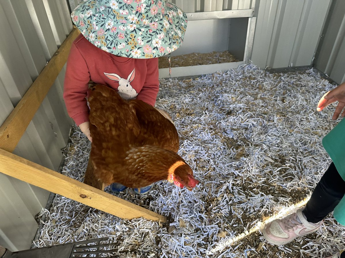 MissTNgo's tweet photo. Lots of cuddles for the chickens today 🐓 #acuedu_p https://t.co/GFoQf9qKFR