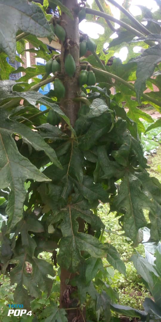 Just in: Students of G.S Rwankeri in @NyabihuDistrict will soon harvest vegetables & fruits from their school garden. Thx to the @TransformingESF & @BristolUni support thru @Uni_Rwanda for the @36Tesf & @GER_Global project geared to promote school feeding program #RwOT @jhaganza