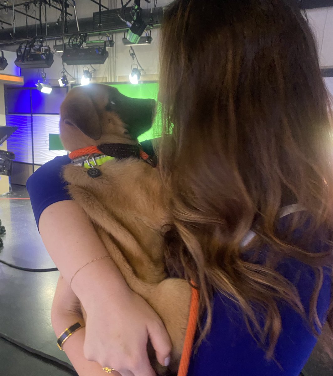 Hilary_TV's tweet photo. OMG 😍 Luke needs a home…he’s at @FAV_LR …someone go get him. #hilaryshounds https://t.co/Q1BZwPGj4j