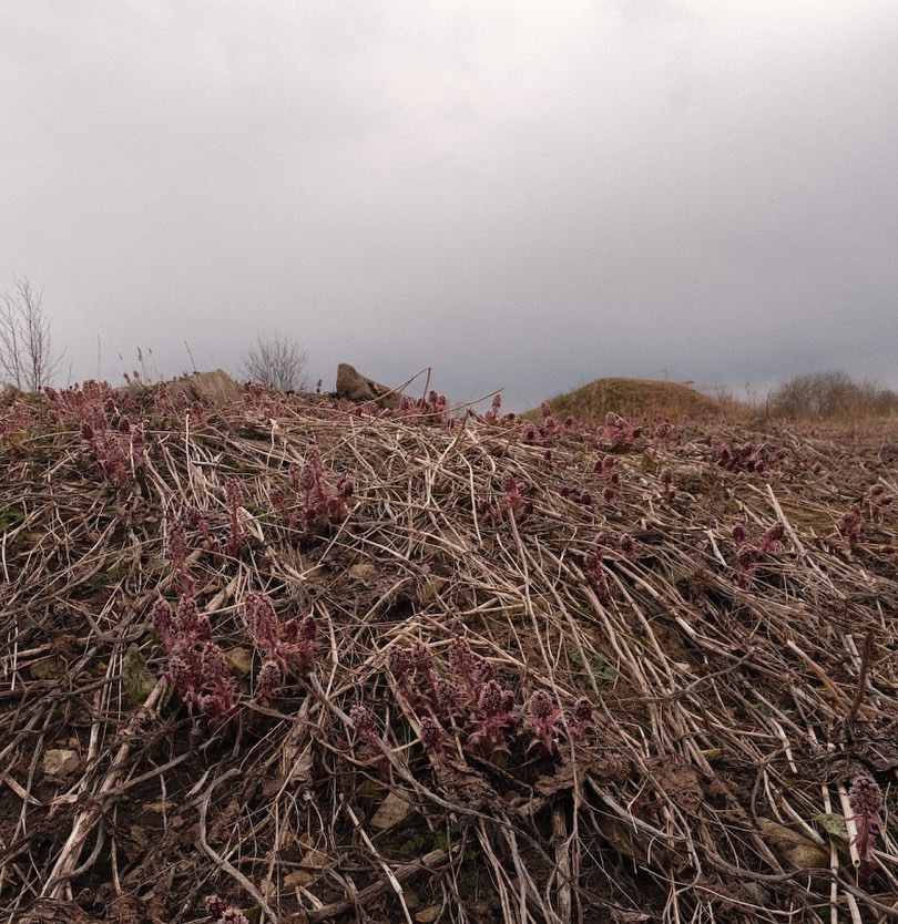 Biotoopia1's tweet photo. The Art Programme will take place on 13 May where we will experience open-air runic singing followed by experimental electronic #performanceart. The event will culminate at sunset with a site-specific performance by #YoungBoyDancingGroup merging the human body with the wasteland. https://t.co/4wOCIR0ueN
