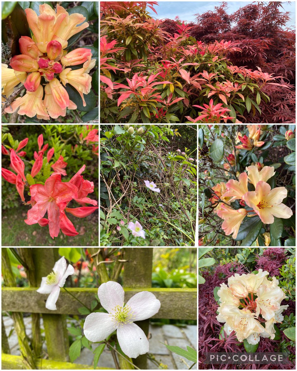 kapukamum's tweet photo. For #ClematisThursday there are a few Montana (which will soon be rampant over everything) and the rest of the garden is cranking up it’s automatic Spring thing perfectly timed for when we won’t be around to see it #Demob😆 https://t.co/zeSz34Y7Bq