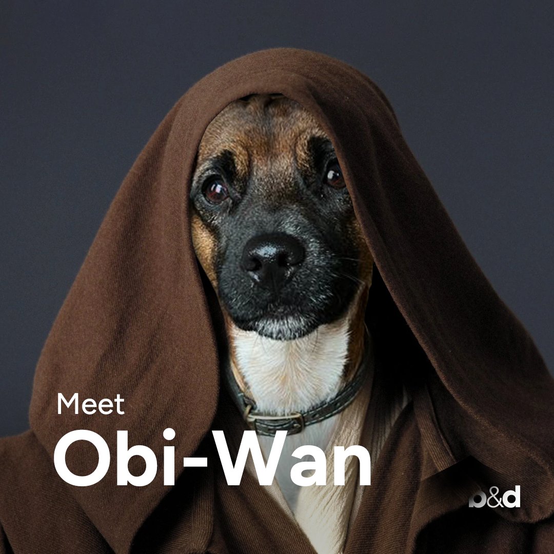 brandanddeliver's tweet photo. Meet Obi-Wan Kenobi .... May the Fourth be with you !!!
#StarWarsDay #OfficeDogs #Obi-WanKenobi #FourthOfMay #BorderJack https://t.co/Bup4CpKBXp